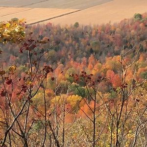 Meet your Posher, Ginger